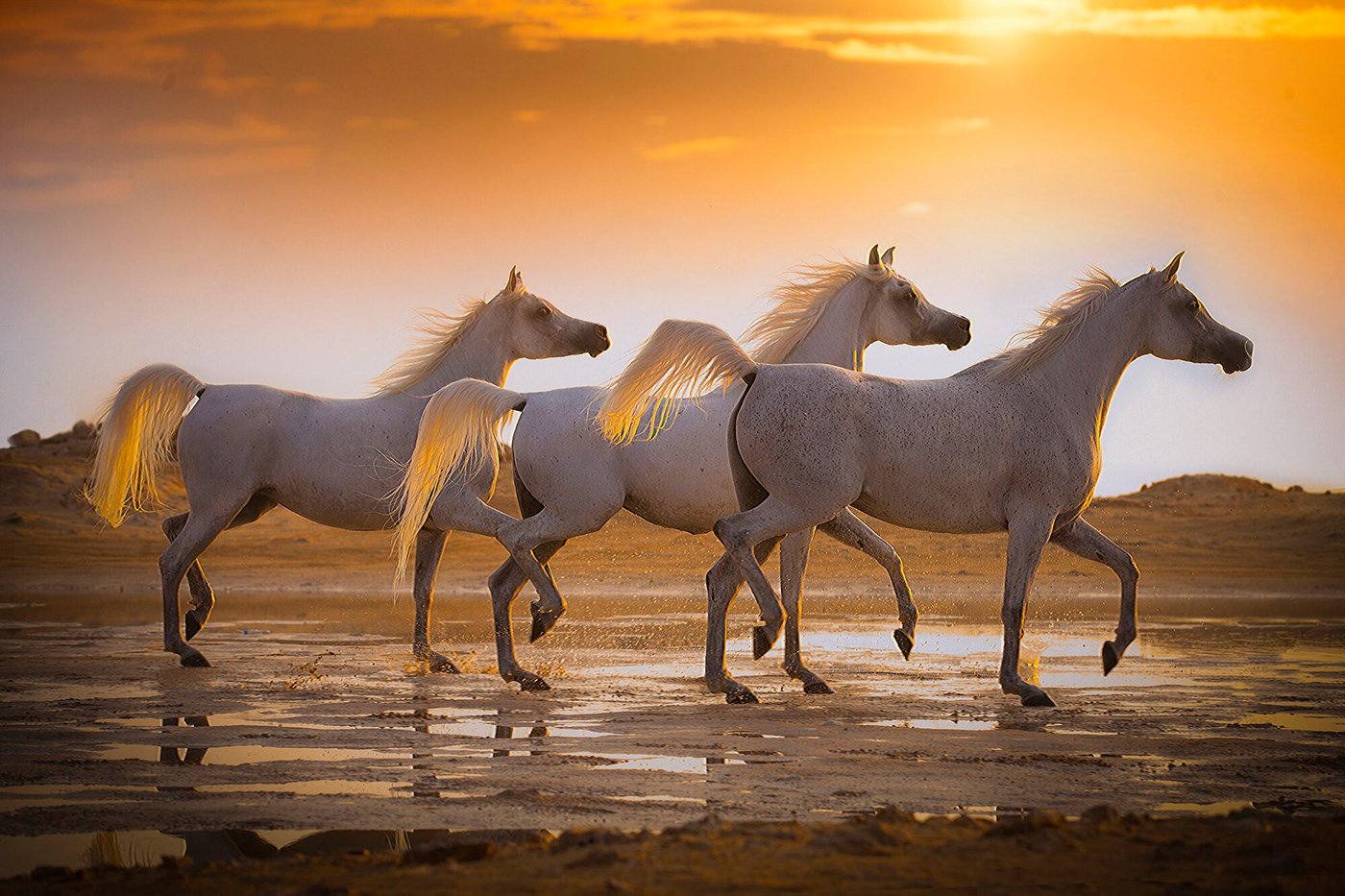 Три лошадки. Табун арабских скакунов. Белая лошадь. Арабская лошадь. Табун белых лошадей.