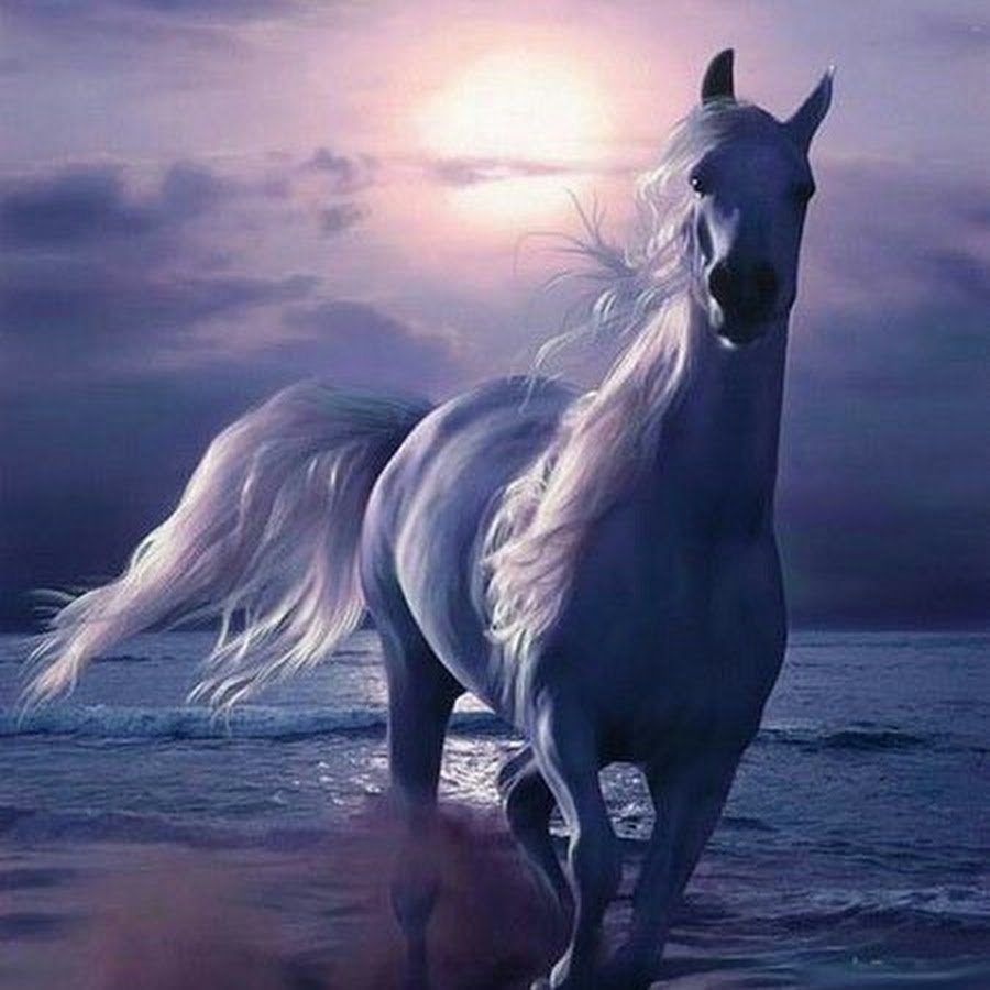 Ава красивый белый конь