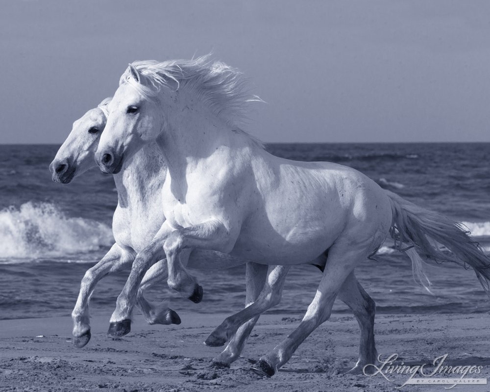 Белая лошадь на берегу моря