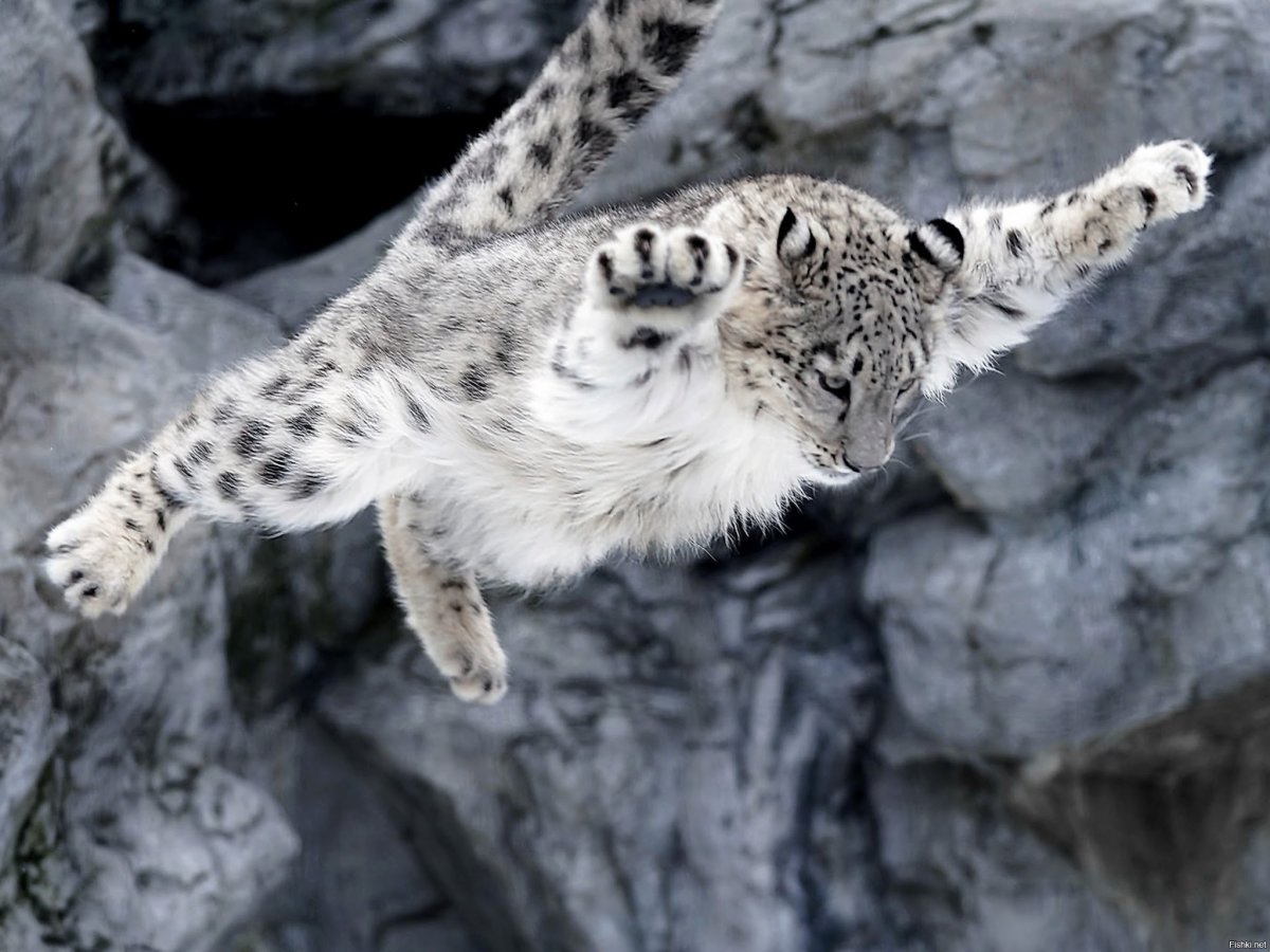 Ирбис снежный Барс в прыжке