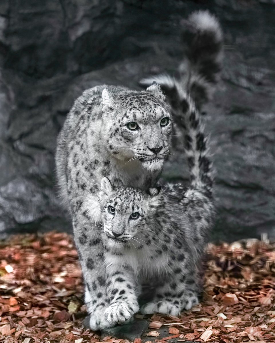 Екатеринбургский зоопарк снежный Барс