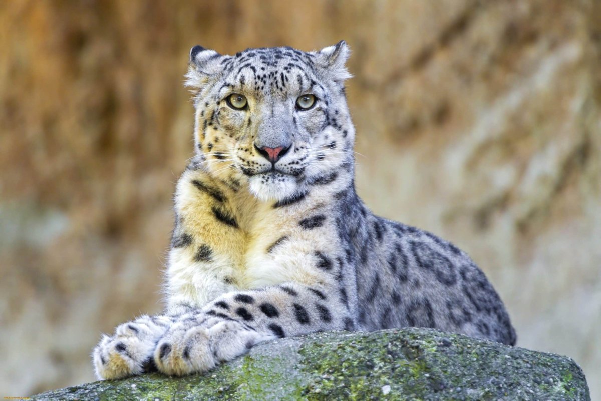 Снежный Барс uncia uncia