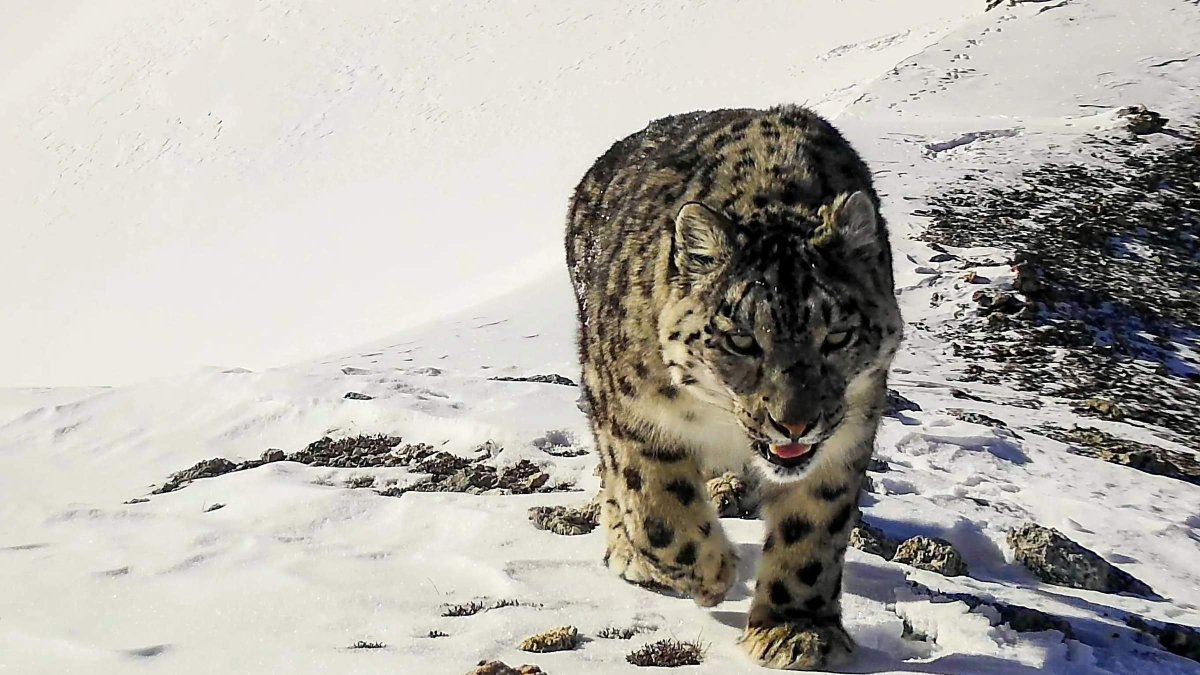 Ирбис в Бурятии