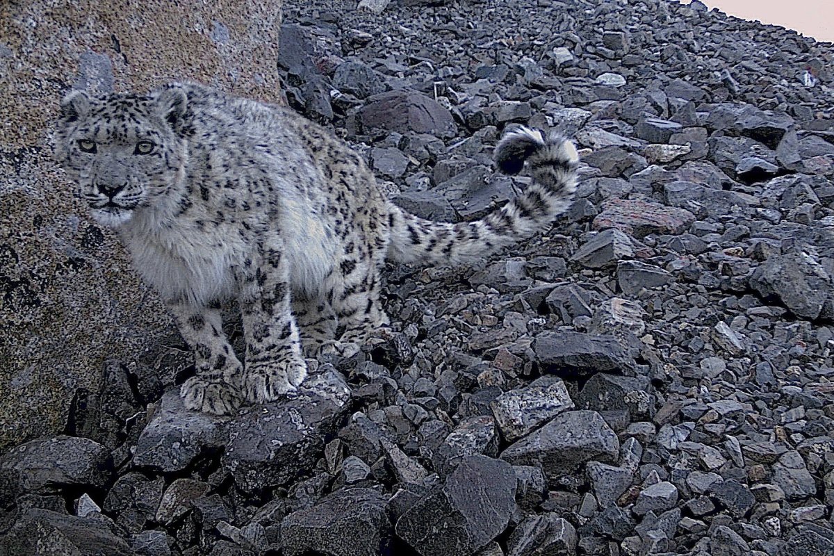 Убсунурская котловина снежный Барс