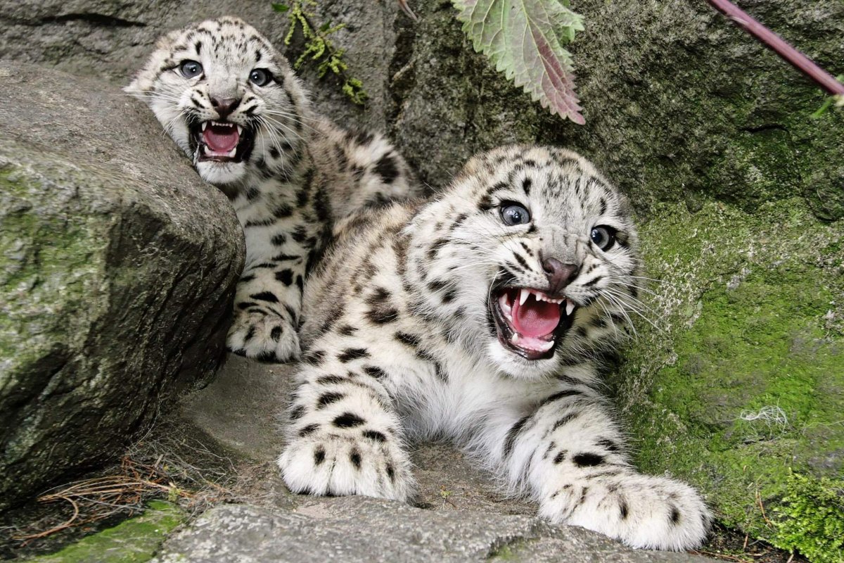 Красная книга России снежный Барс