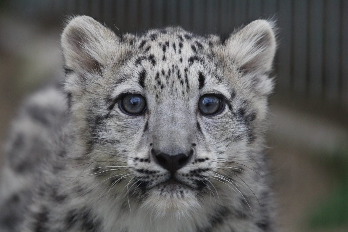 Снежный Барс анфас