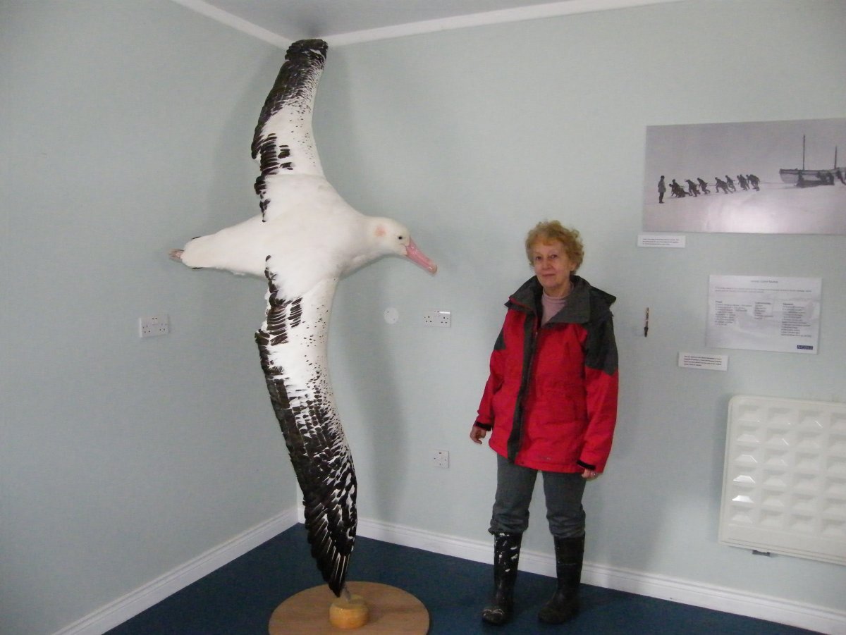 Королевский Альбатрос и человек