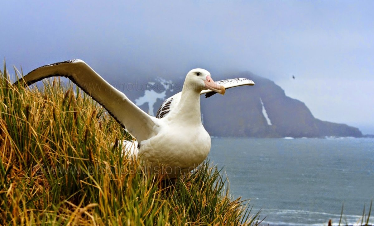 Королевский Альбатрос и человек