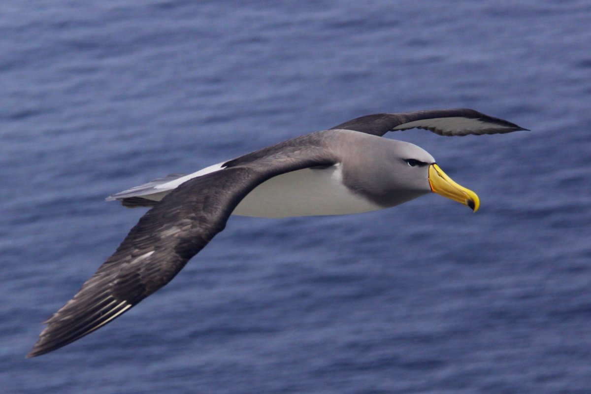 Чатемский Альбатрос