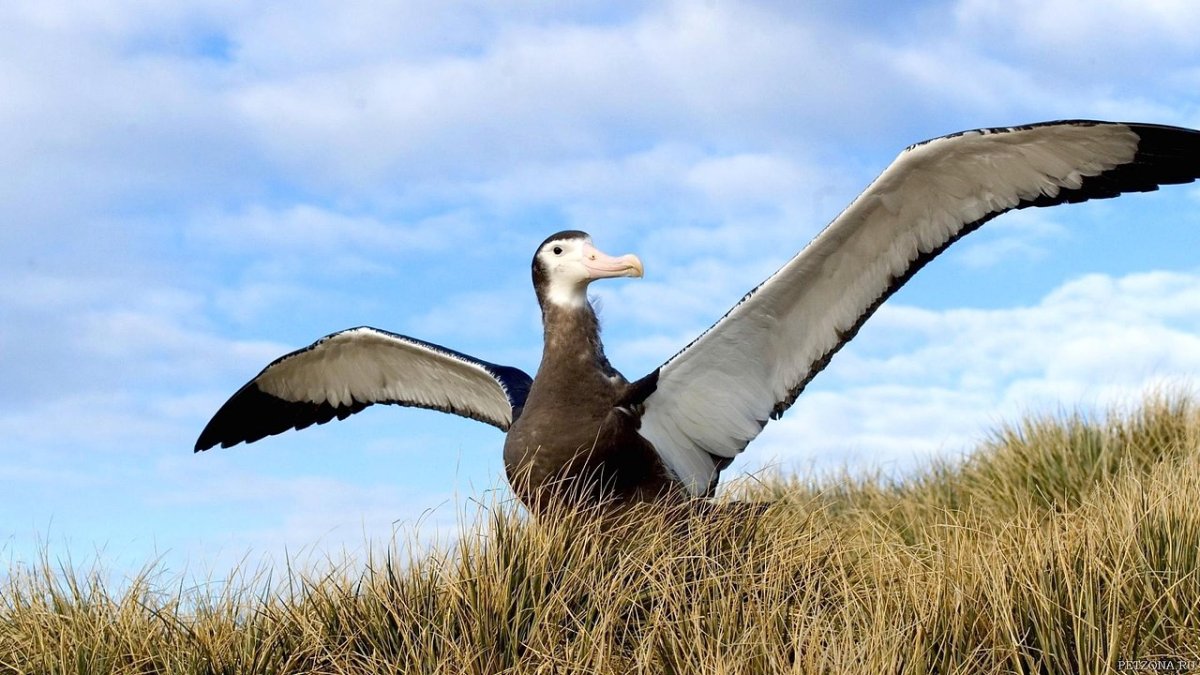 Странствующий Королевский Альбатрос