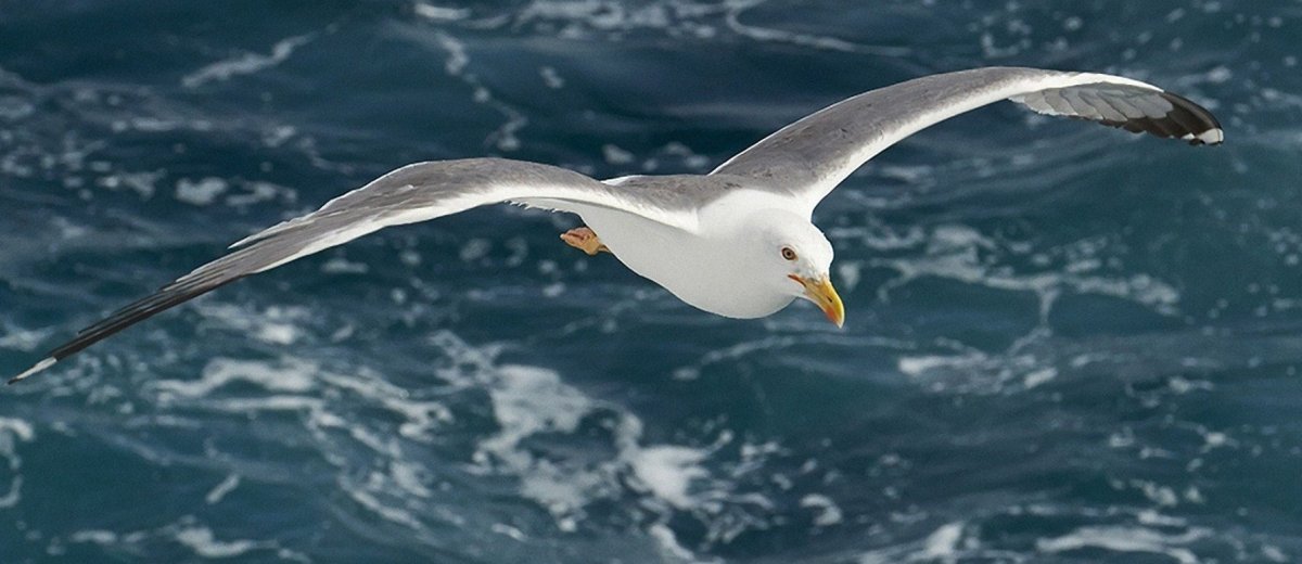 Альбатрос Калининград птица