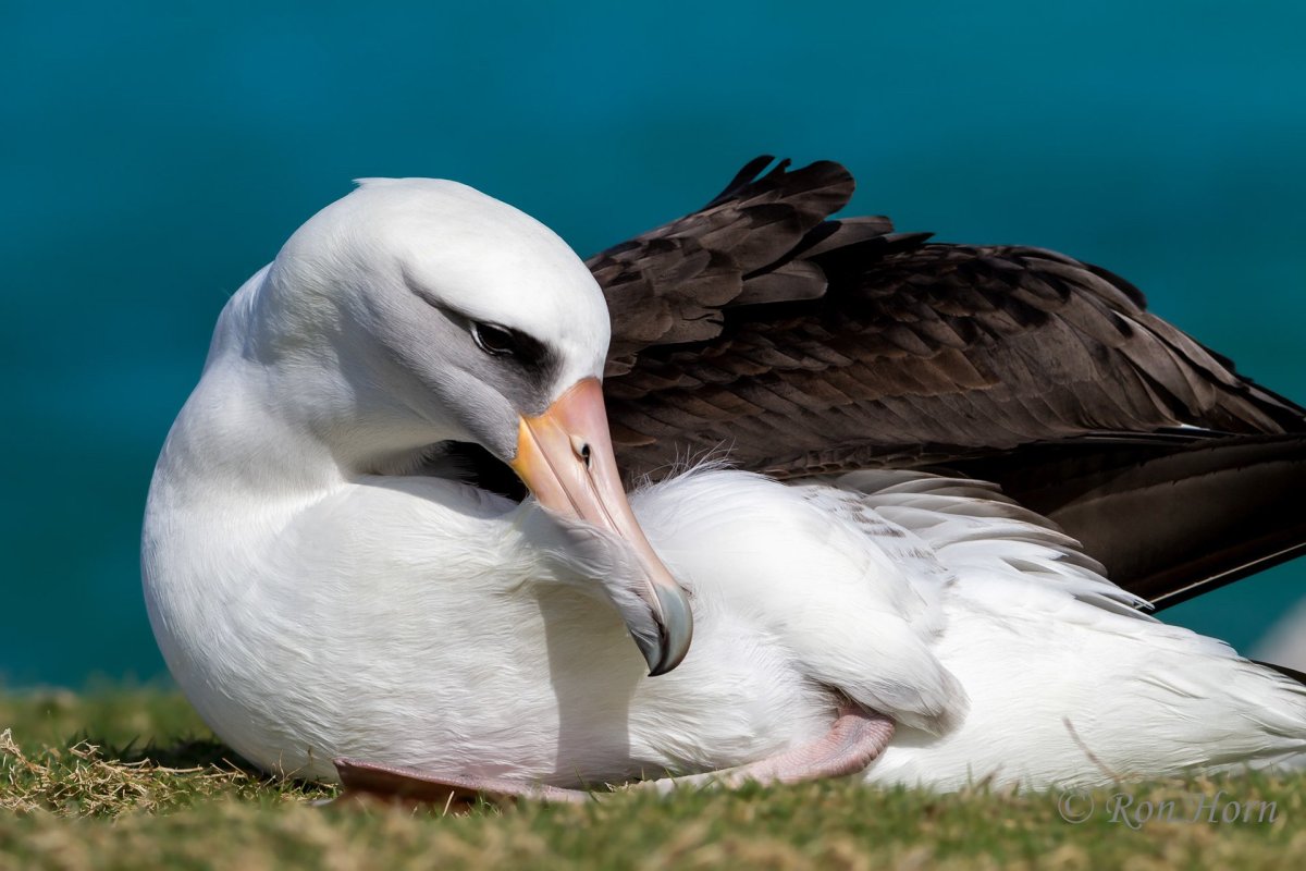 Желтоклювый Альбатрос