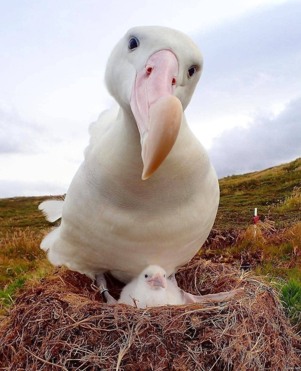 Птенец Альбатроса