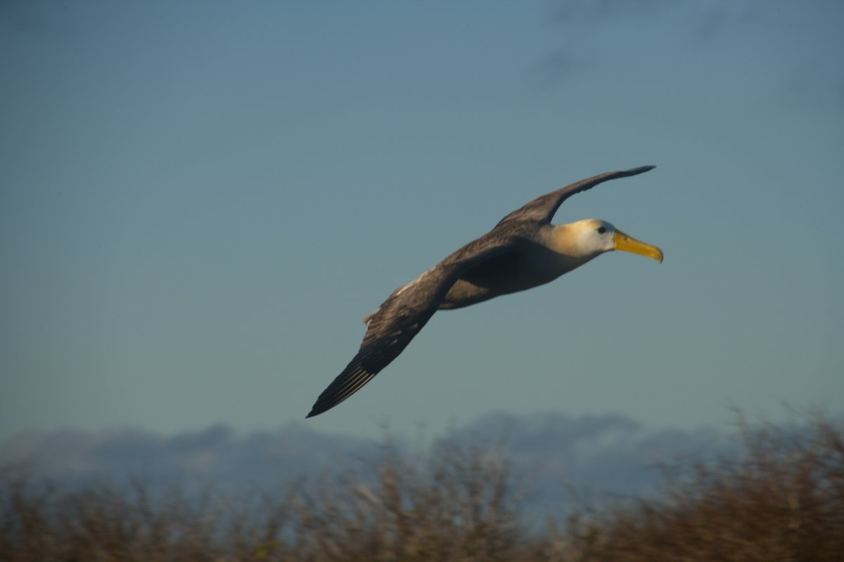 Уиздом (Альбатрос)