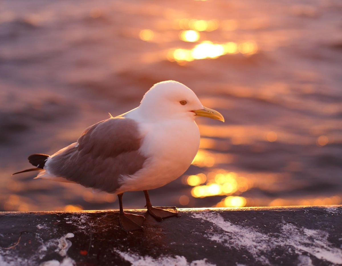 Милые Чайки