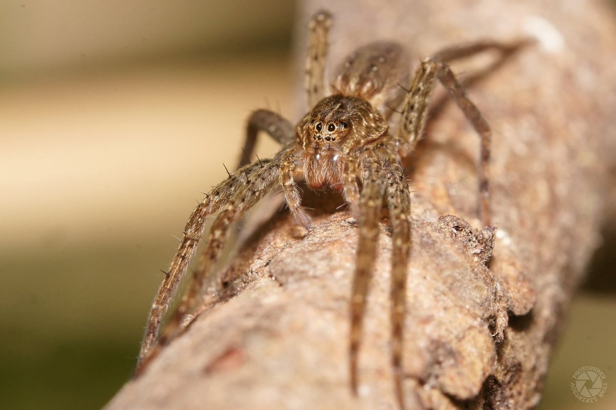 Даурский паук волк