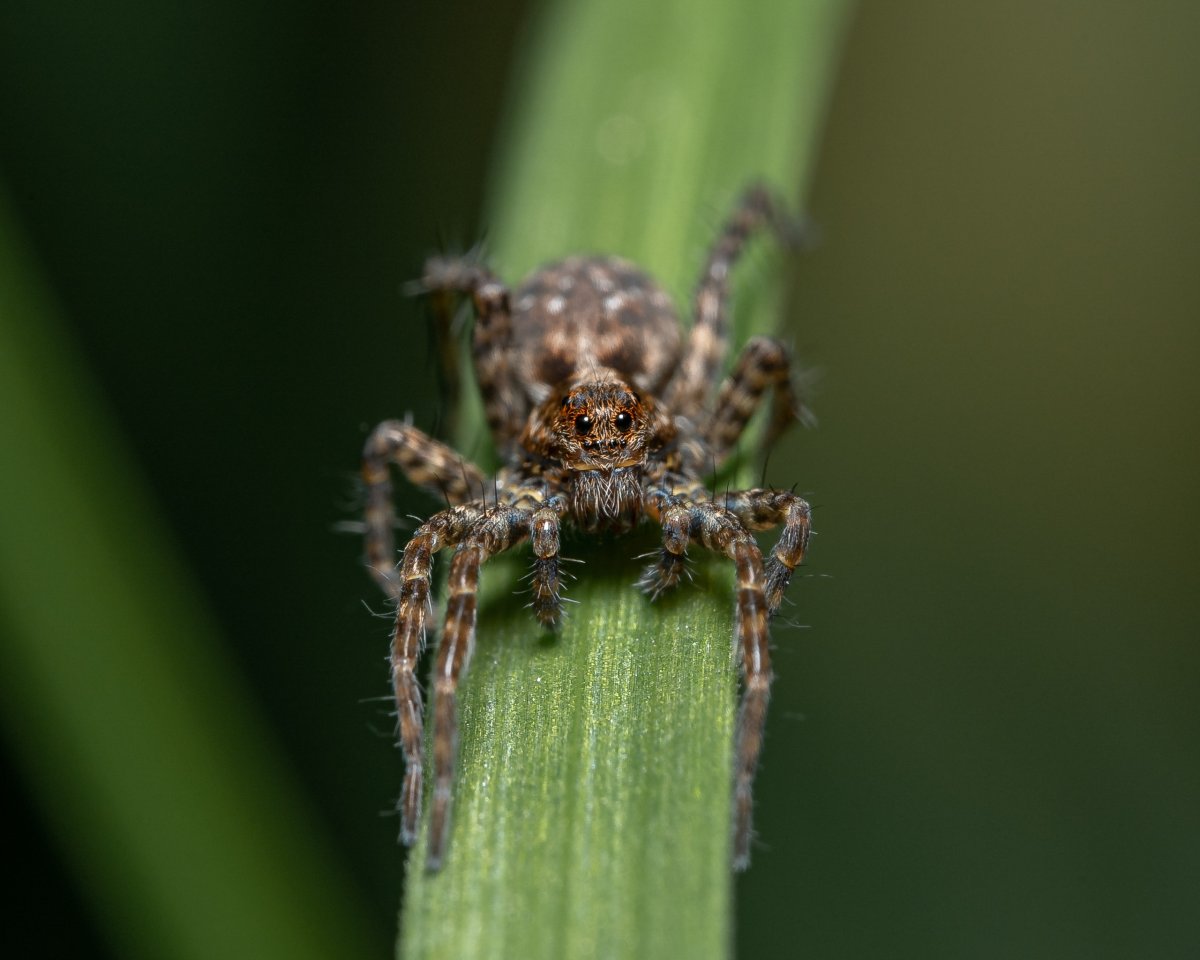 Паук волк СПБ