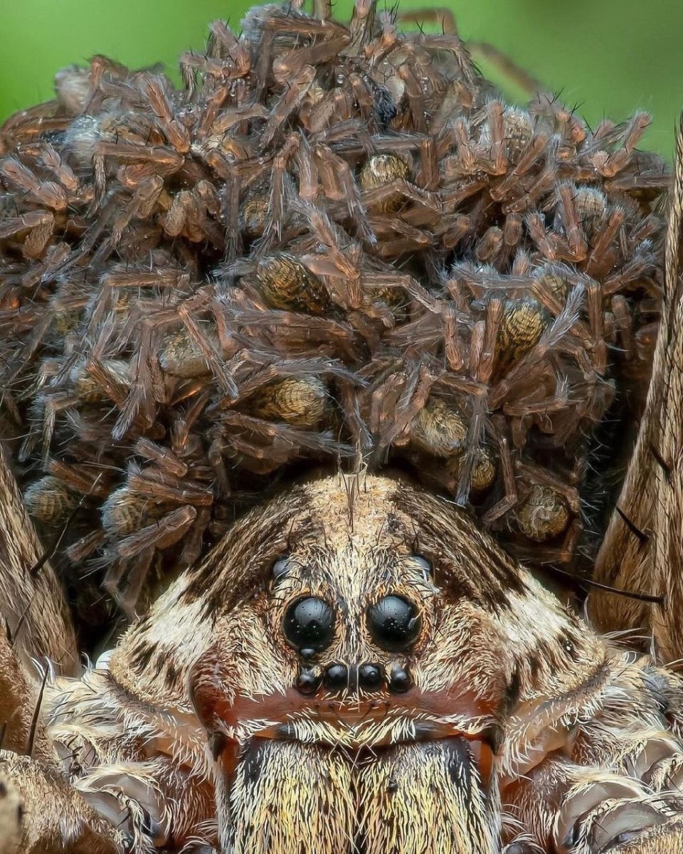 Паук волк в Грузии