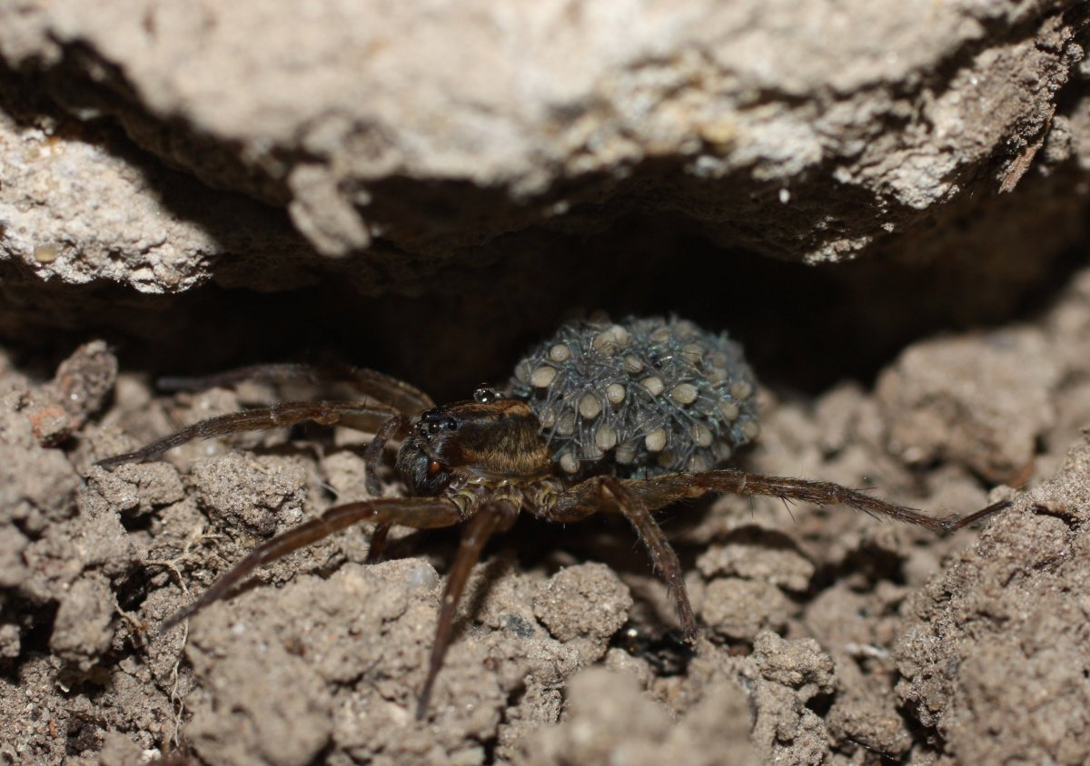 Паук волк с коконом