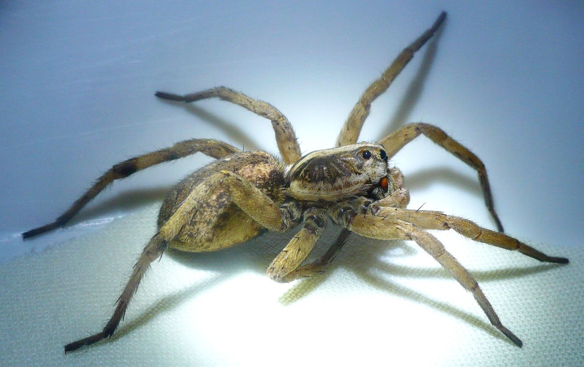 Паук волк крестовик