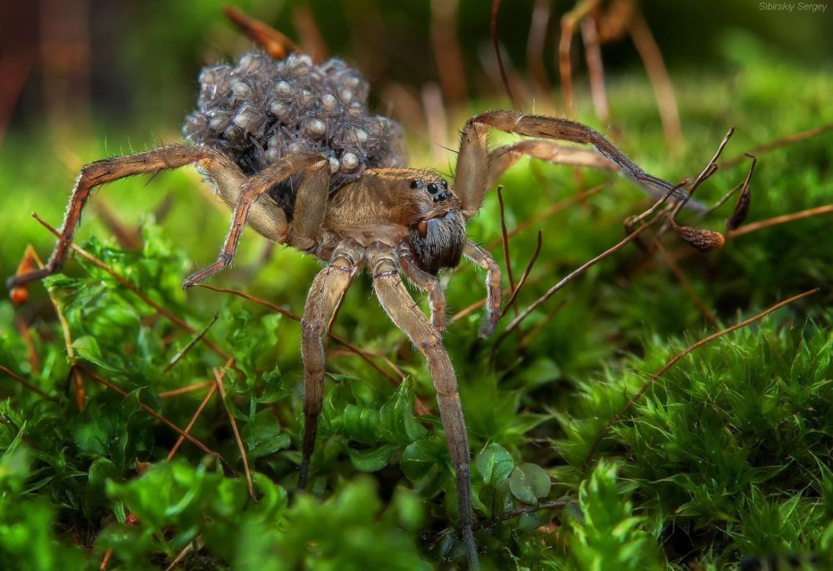 Каролинский паук-волк
