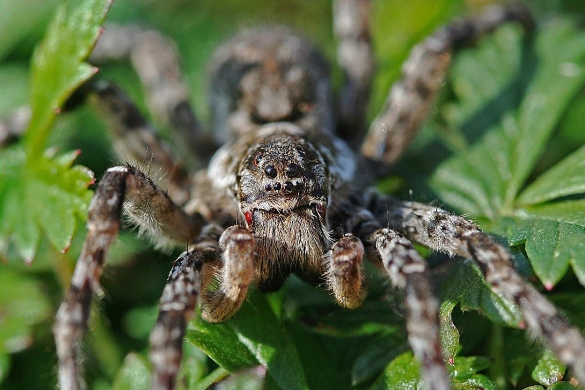 Каролинский паук-волк