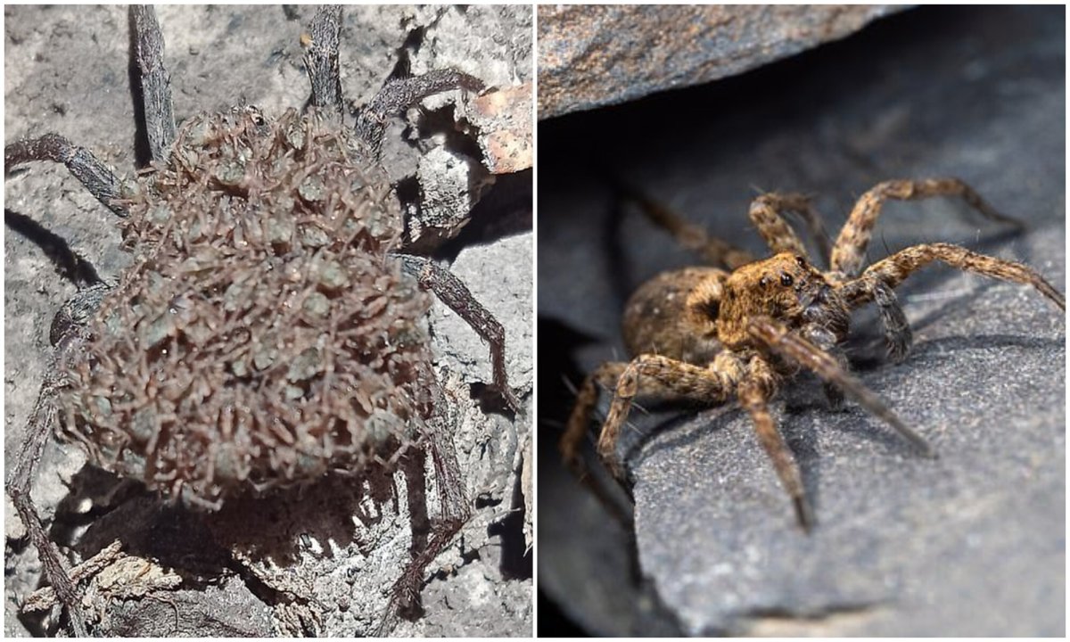 Паук волк с паучатами на спине