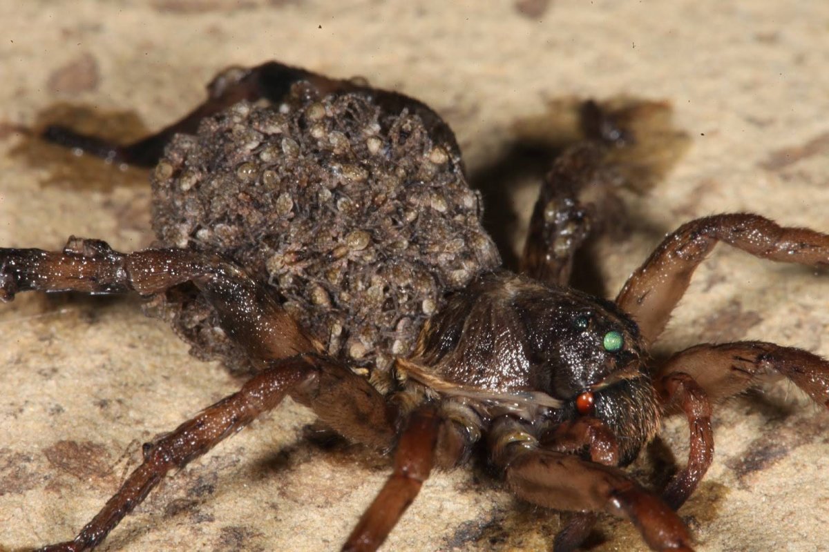 Паук волк с паучатами