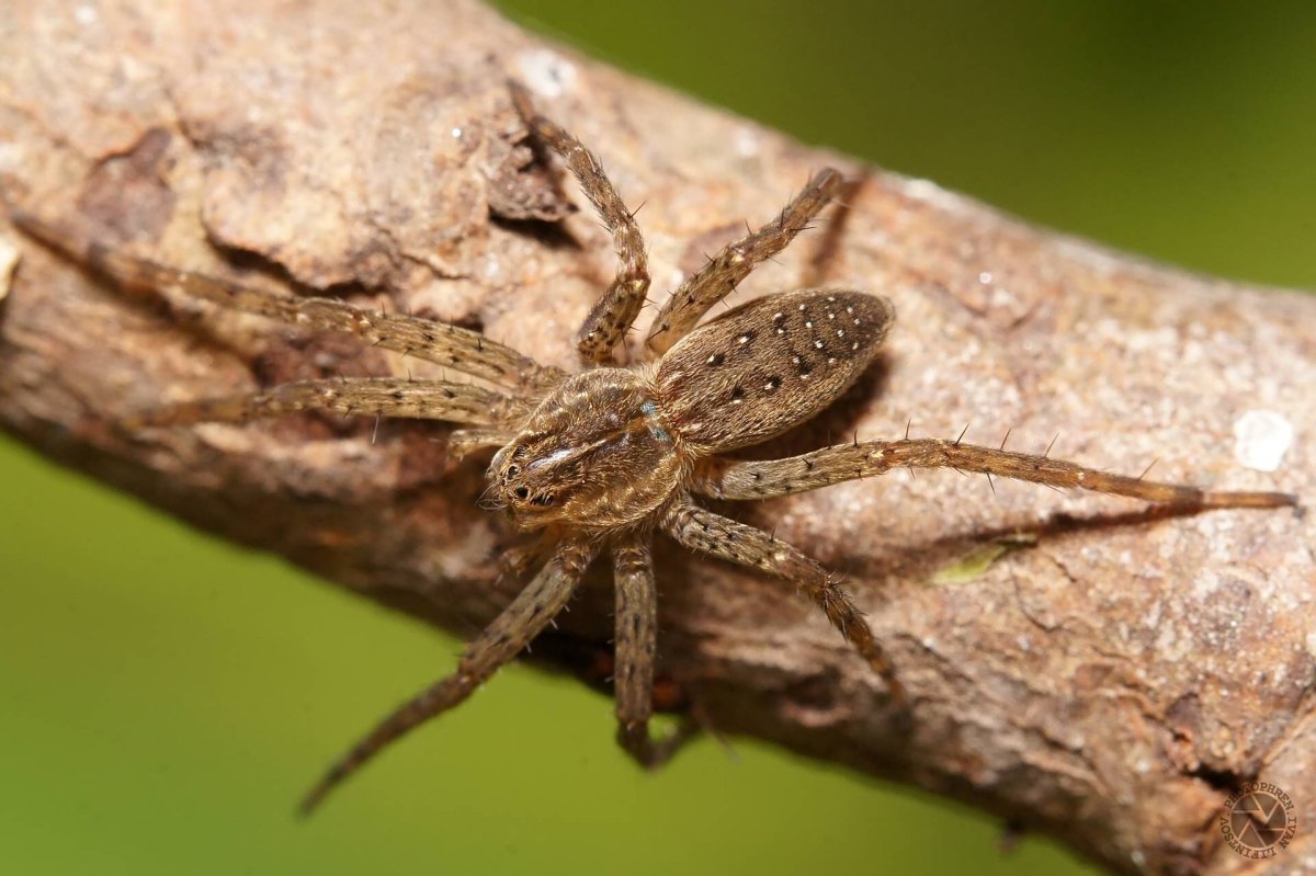 Крымский паук волк