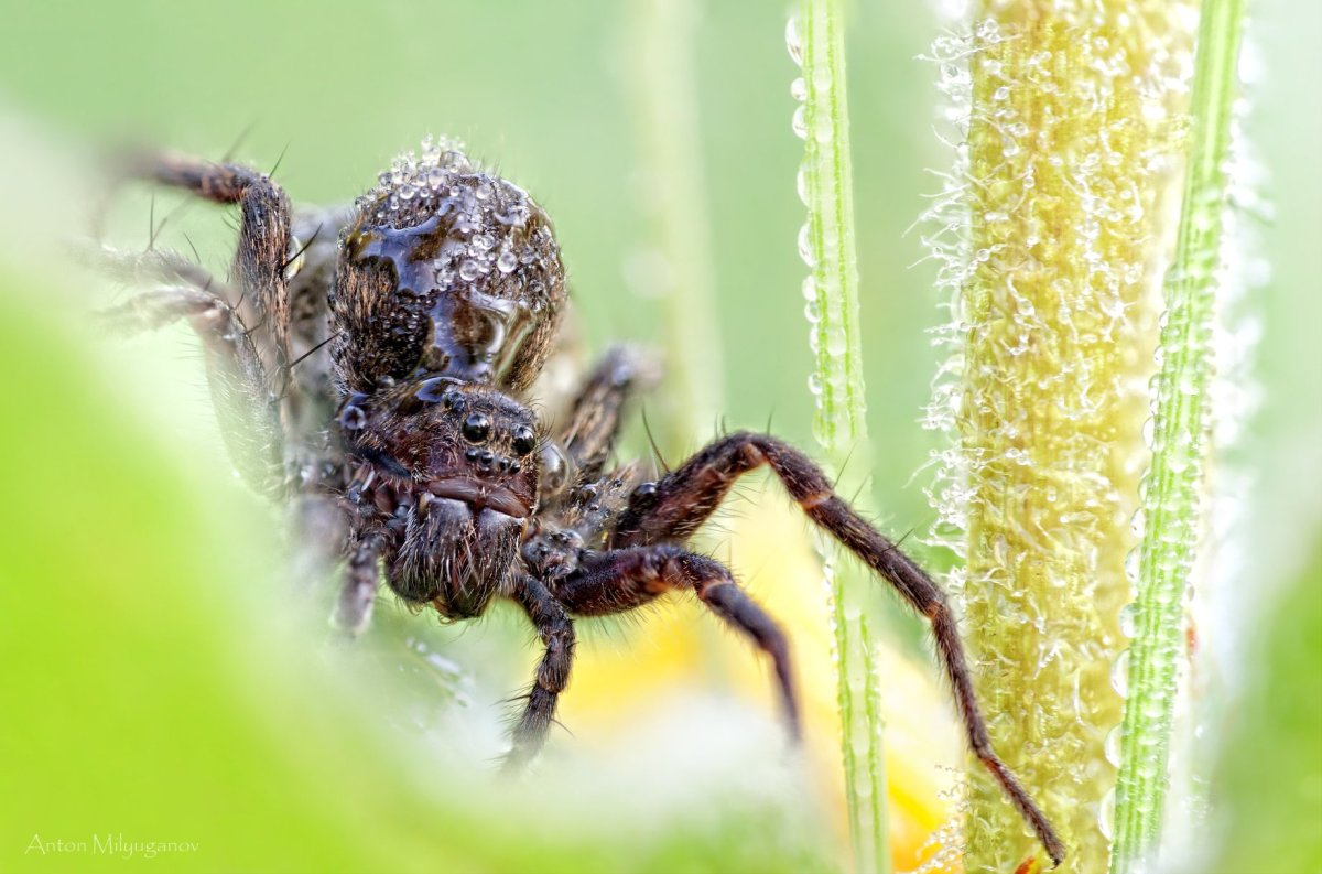 Паук волк самка