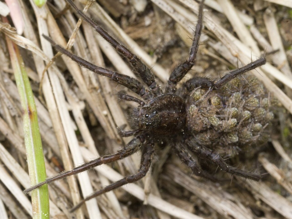 Паучата паука волка