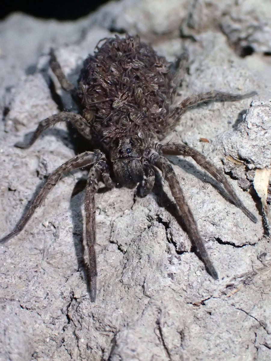 Тарантул паук волк