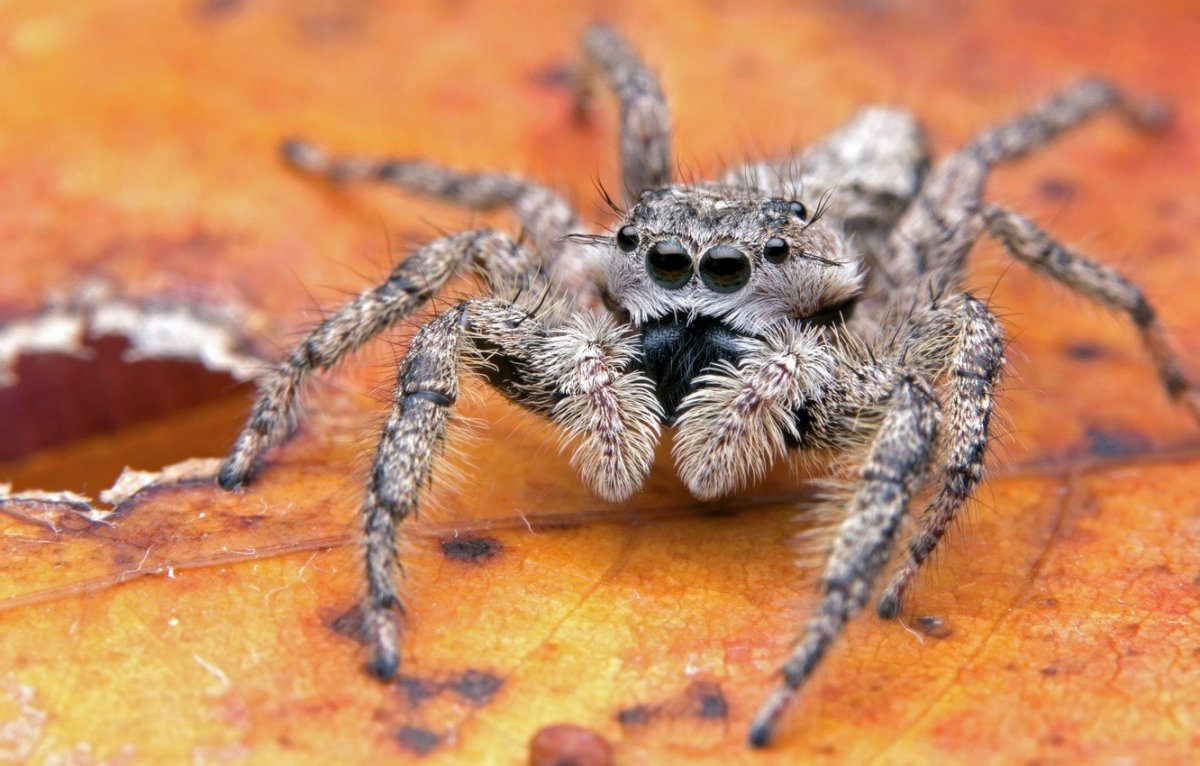 Тарантул Земляной паук