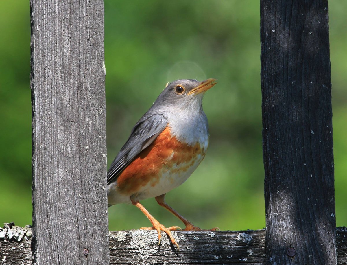 Сизый дрозд