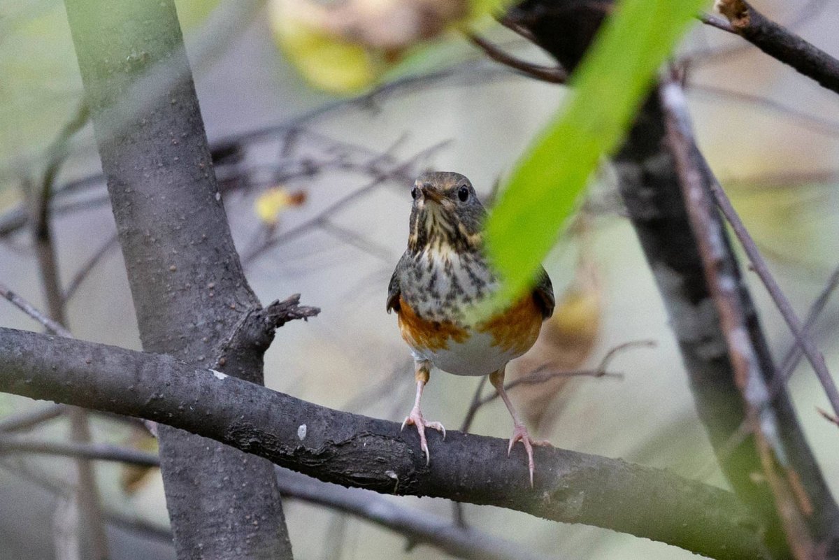 Сизый Дрозд самка и самец