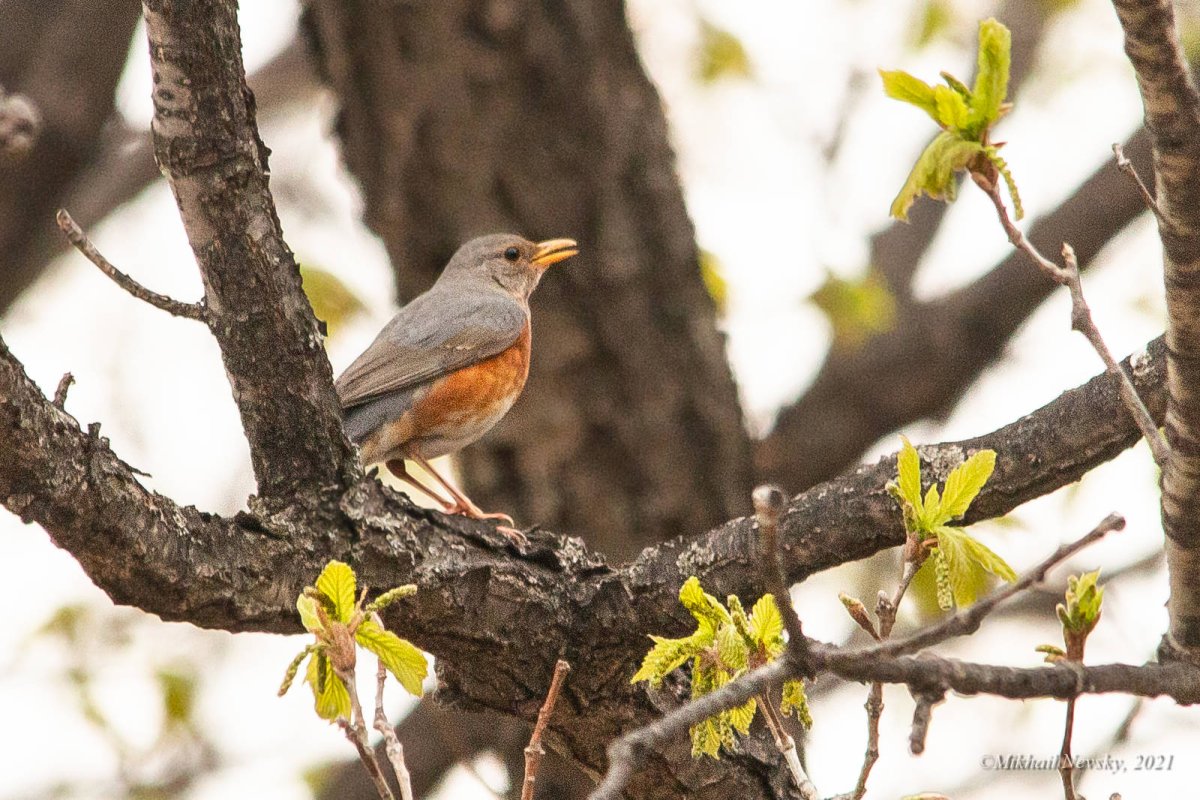 Птицы дальнего Востока весной