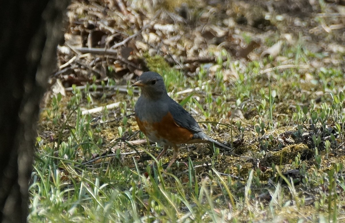 Сизый Дрозд песня