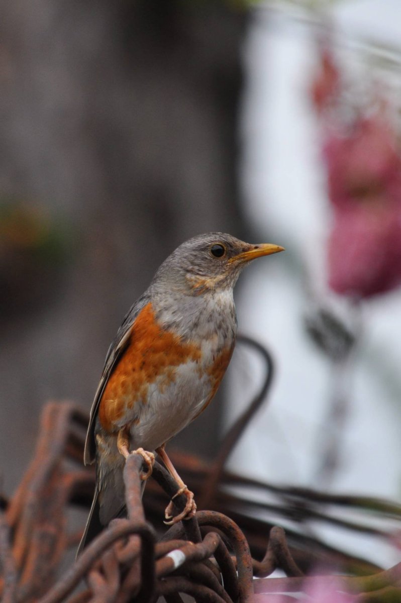 Сизый Дрозд гнездо