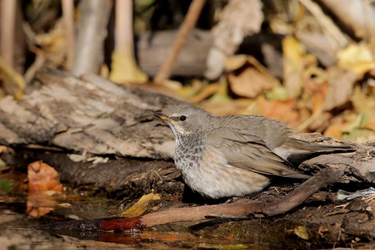 Чернозобый Дрозд гнездо