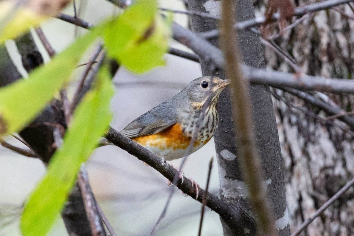 Turdus hortulorum
