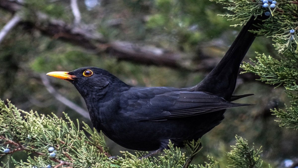 Обои Дрозд на рабочий стол