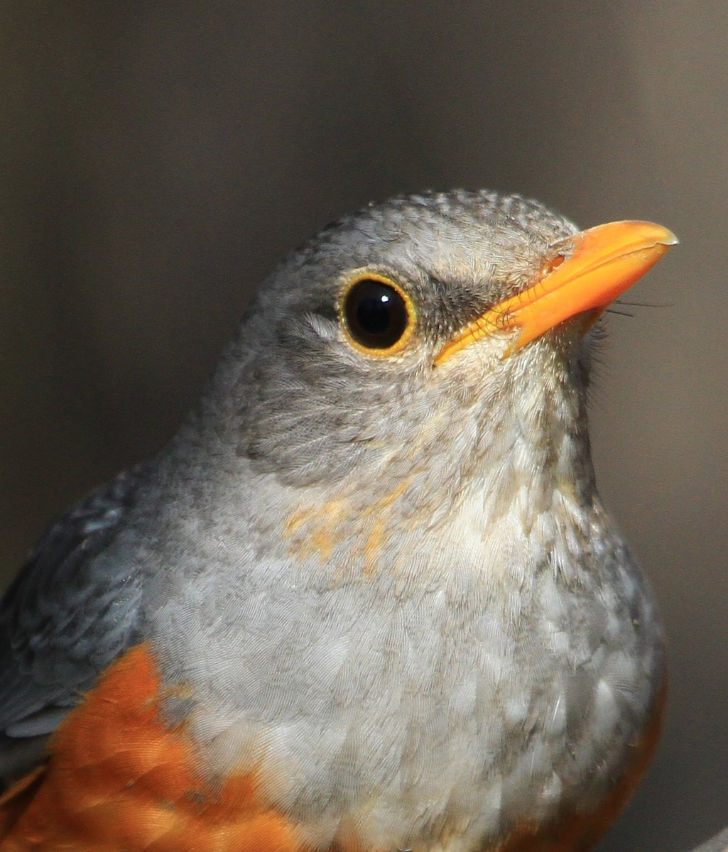 Сизый Дрозд птенец