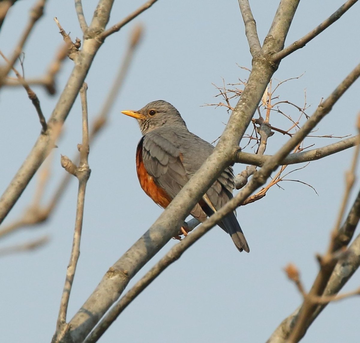 Сизый Дрозд гнездо