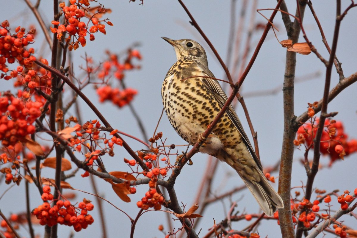 Дрозд Казань