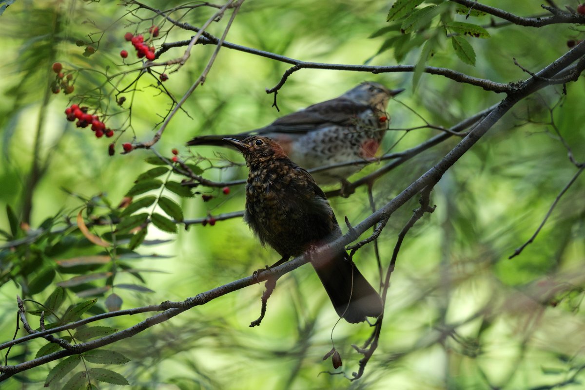 Я Дрозд ты Дрозд