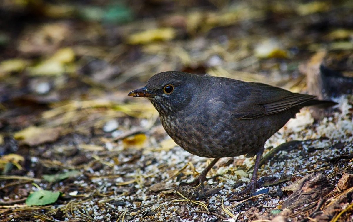 Птенец черного дрозда