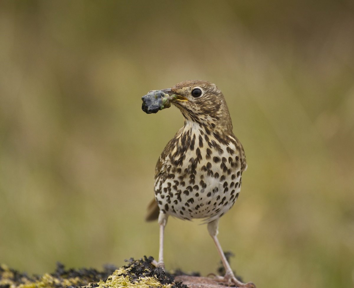 Певчий Дрозд голос