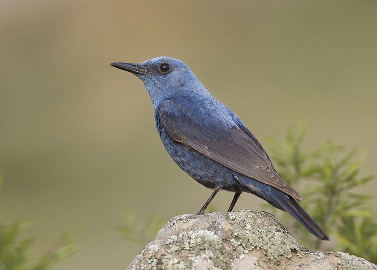 Лазурный Дрозд