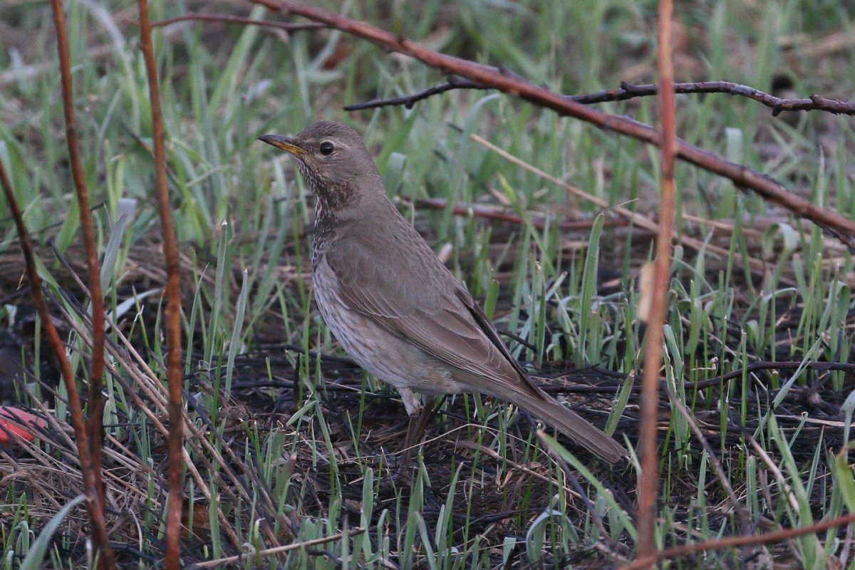 Сибирский чернозобый Дрозд