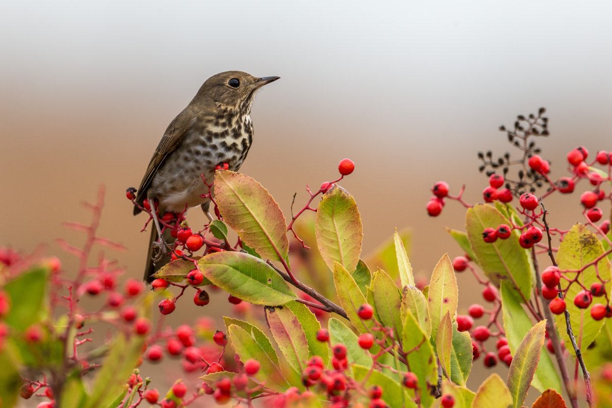 Птица на ветке